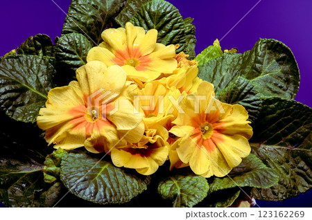 Yellow Primula Flowers in Bloom blue background 123162269
