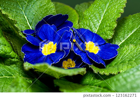 Blue Primula Flowers on a green background Blue Primula Flowers on a green background 123162271