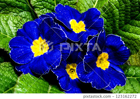 Blue Primula Flowers on a green background Blue Primula Flowers on a green background 123162272