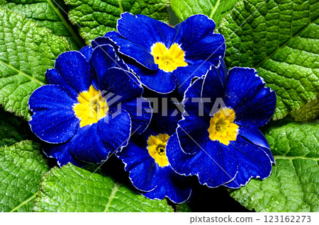 Blue Primula Flowers on a green background Blue Primula Flowers on a green background 123162273