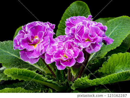 Violet Primula Flowers with Water Droplets Violet Primula Flowers with Water Droplets 123162287