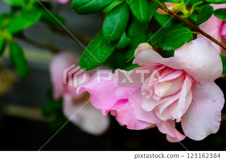 Azalea flower_6445 Azalea flower_6445 123162384