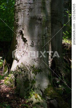 A strain of an old tree, close-up view. Background for various uses. 123162435