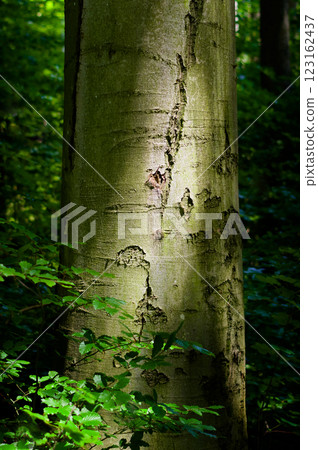 A strain of an old tree, close-up view. Background for various uses. A strain of an old tree, close-up view. Background for various uses. 123162437