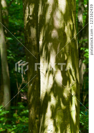 A strain of an old tree, close-up view. Background for various uses. 123162439