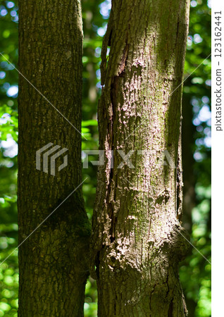 A strain of an old tree, close-up view. Background for various uses. A strain of an old tree, close-up view. Background for various uses. 123162441
