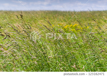 A close-up view of grass growing in a meadow. Background for various uses. A close-up view of grass growing in a meadow. Background for various uses. 123162471