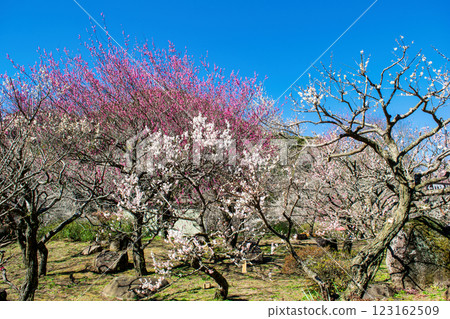 熱海梅園，靜岡縣熱海市，中央廣場的梅林，早開的梅花 123162509