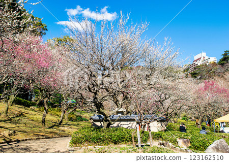 Atami Plum Garden, Atami City, Shizuoka Prefecture, Plum grove in the central square, Early-blooming plums 123162510