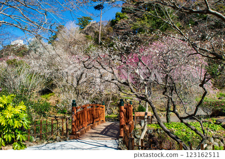 Atami Plum Garden, Atami City, Shizuoka Prefecture, Geigetsu Bridge and plum grove, early-blooming plums 123162511