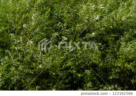 Close-up view of willow wicker. Background for various uses. 123162566