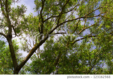 Close-up view of willow wicker. Background for various uses. 123162568