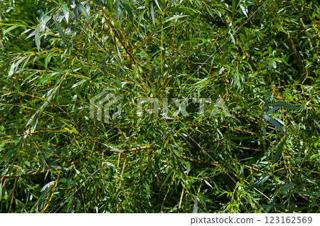 Close-up view of willow wicker. Background for various uses. 123162569