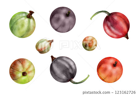 Currant gooseberry fruit, garden berry hand drawn in watercolor casseille jostaberry huckleberry juneberry. Botanical isolated elements illustration. Restaurant cafe menu, farmers market, organic food Currant gooseberry fruit, garden berry hand drawn in watercolor casseille jostaberry huckleberry juneberry. Botanical isolated elements illustration. Restaurant cafe menu, farmers market, organic food 123162726