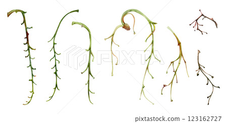 Tree, flower, berry or bush raceme. Long plant stem branch twig cluster hand drawn in watercolor, late autumn or winter, early spring. Gardening, florist shop. Botanical isolated illustration element 123162727