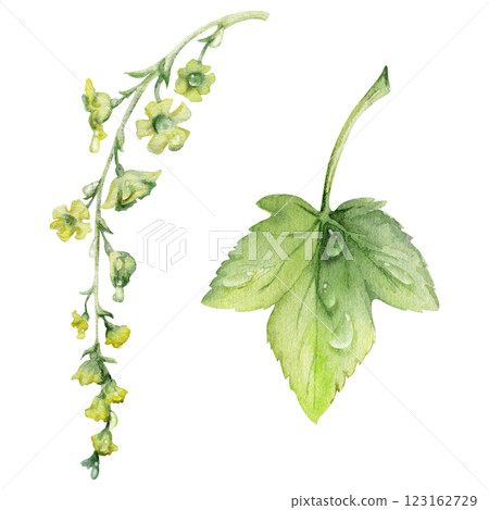 Green leaf, long cluster flower in water dew drops. Bush tree foliage hand drawn in watercolor, Currant gooseberry maple sycamore avens. Isolated botanical illustration. Florist shop, herbal cosmetics 123162729