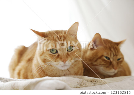 貓親子日常風景 貓親子日常風景 123162815