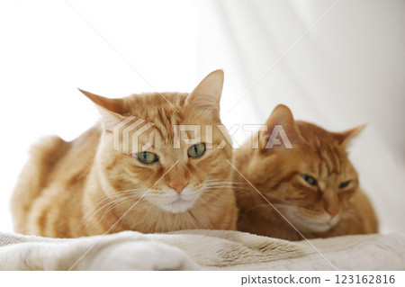Daily scenery of cat parent and child 123162816