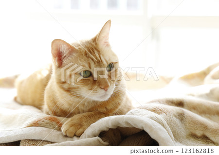 Daily scenery of cat parent and child Daily scenery of cat parent and child 123162818
