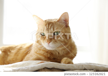 Daily scenery of cat parent and child 123162821