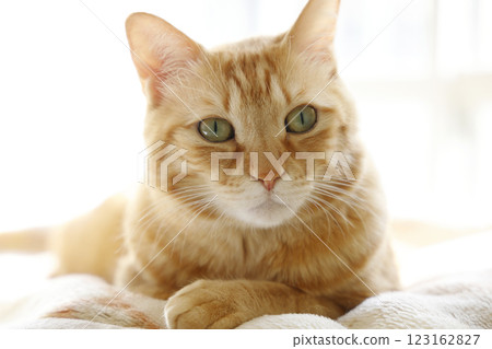 Daily scenery of cat parent and child 123162827