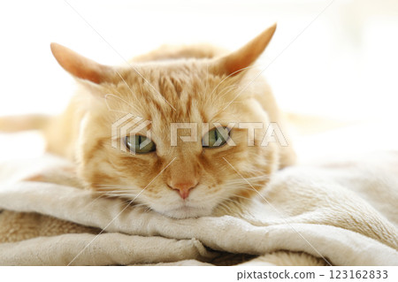 Daily scenery of cat parent and child Daily scenery of cat parent and child 123162833