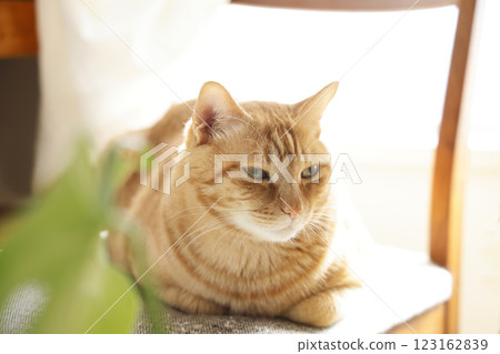 貓親子日常風景 123162839