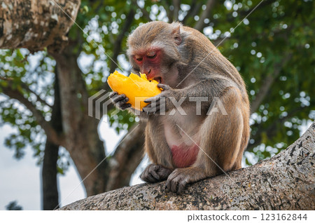 wild monkey eats mango sitting on tree in forest in nature 123162844