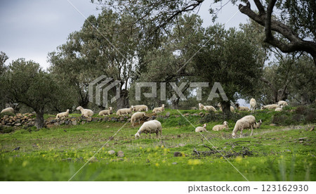 A flock of sheep resting on a lawn among olive trees 123162930