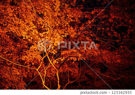 Autumn leaves lighted up 123162935