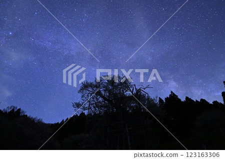The Milky Way and Tarumi Cherry Blossoms The Milky Way and Tarumi Cherry Blossoms 123163306