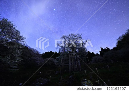 The Milky Way and Tarumi Cherry Blossoms 123163307