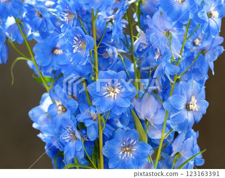 cut flower delphinium cut flower delphinium 123163391