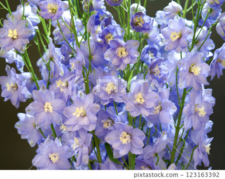 cut flower delphinium cut flower delphinium 123163392