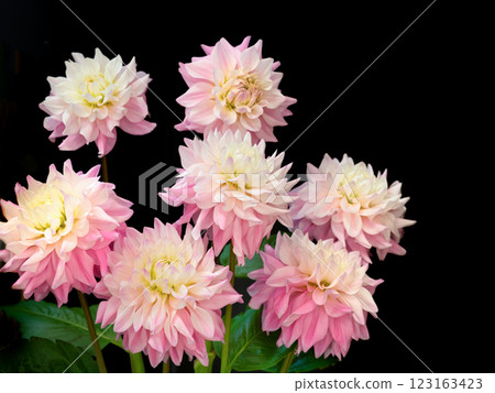 cut flower dahlia 123163423