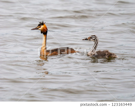 Great crested grebe Great crested grebe 123163449