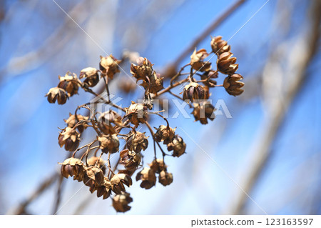 Winter-withered crape myrtle fruit (capsule) 123163597