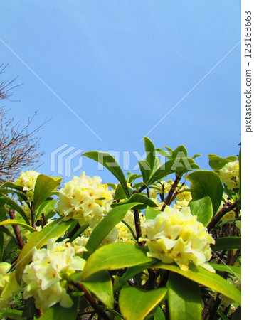 Blue sky and white wintersweet 123163663