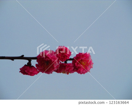 Kobai Kobai 123163664