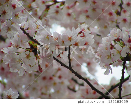 櫻花盛開 123163669