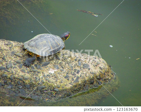 Turtle on a stone 123163670