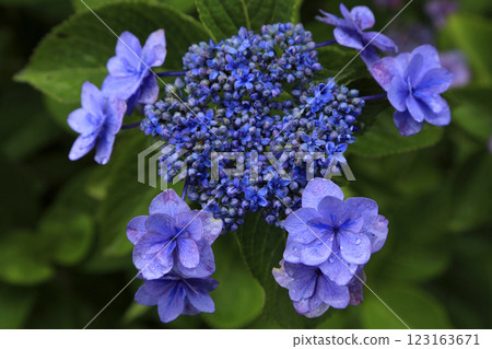 繡球 123163671