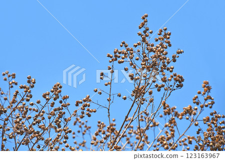 Winter-withered crape myrtle fruit (capsule) Winter-withered crape myrtle fruit (capsule) 123163967