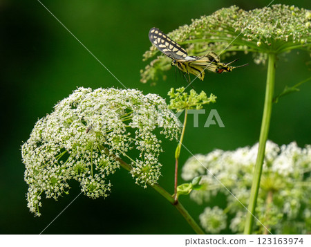 A quail A quail 123163974