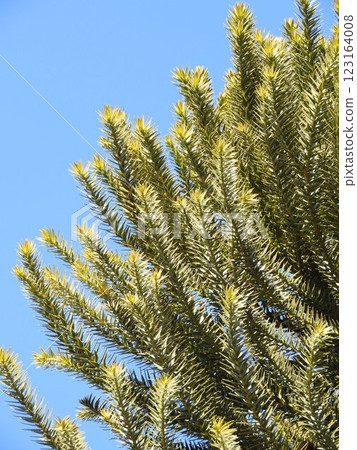 Chirimatsu (also known as Monkey Puzzle) leaves Chirimatsu (also known as Monkey Puzzle) leaves 123164008