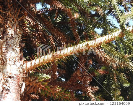 Branches of the Chirimatsu (also known as Monkey Puzzle) 123164009