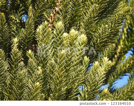 辣椒松（又稱猴子拼圖）葉 123164010