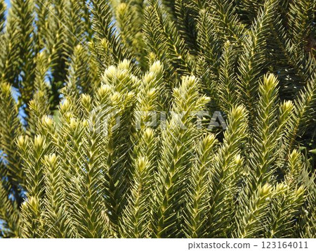Chirimatsu (also known as Monkey Puzzle) leaves 123164011