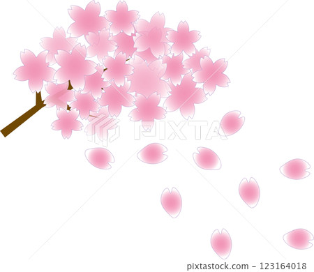 Spring is here: Fluttering pink cherry blossom petals and pink cherry blossom branches in full bloom 123164018