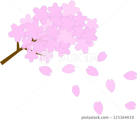 The arrival of spring: Fluttering pink cherry blossom petals and pink cherry blossom branches in full bloom 123164019